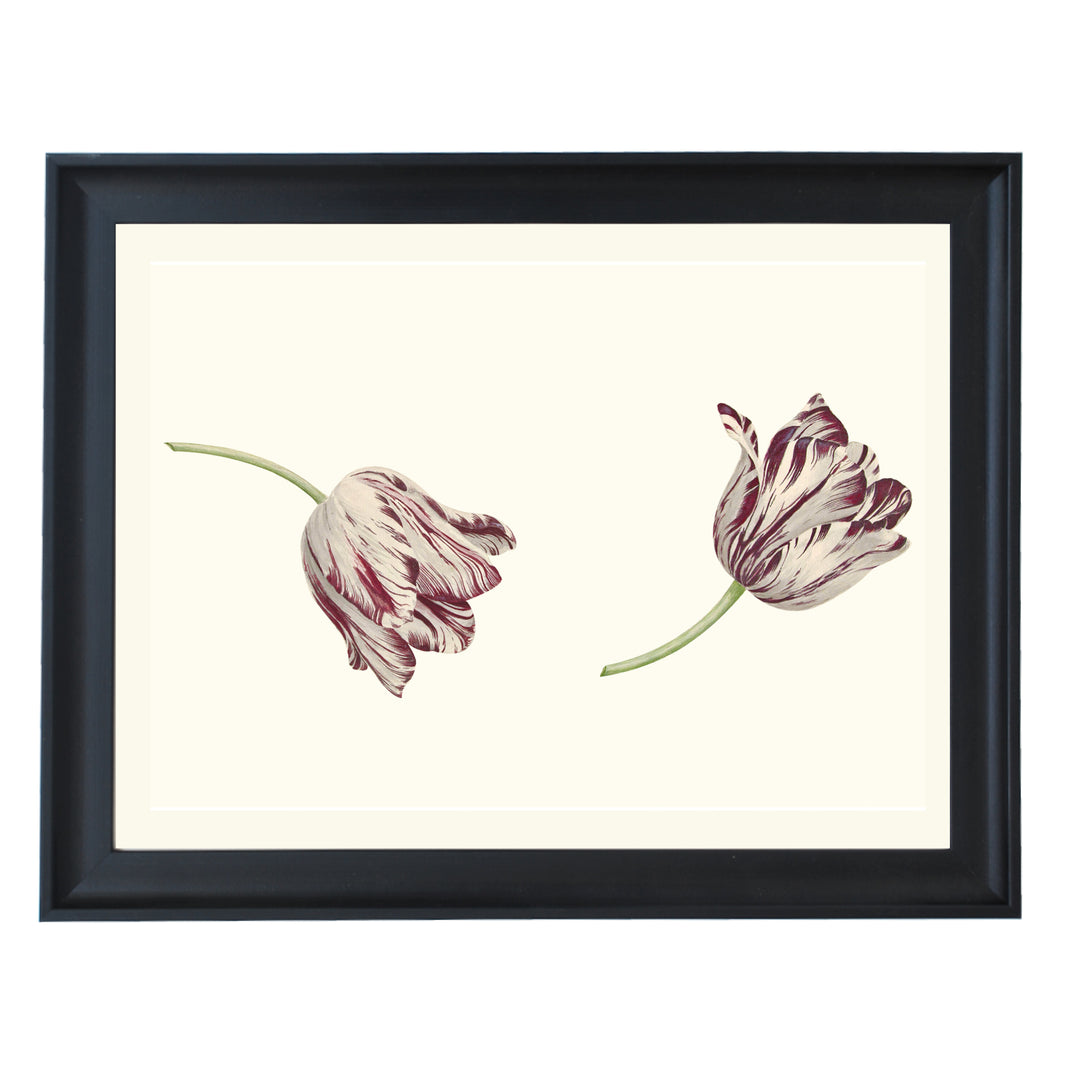 Two Red-and-white Tulips by Cornelis Van Noorde ART PRINT