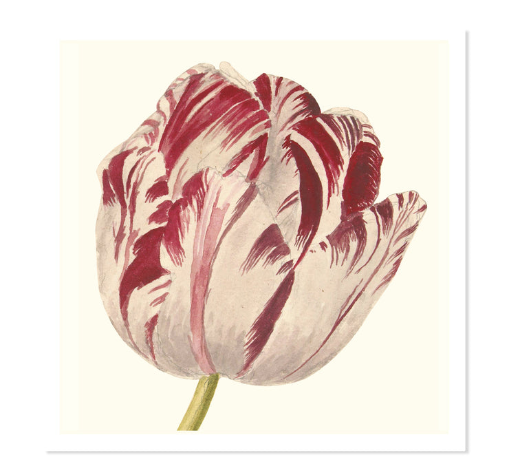 Tulip ART PRINT