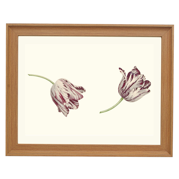 Two Red-and-white Tulips by Cornelis Van Noorde ART PRINT