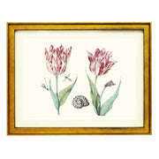 Two Tulips with Snail, Moth and Two Insects by Jacob Marrel ART PRINT