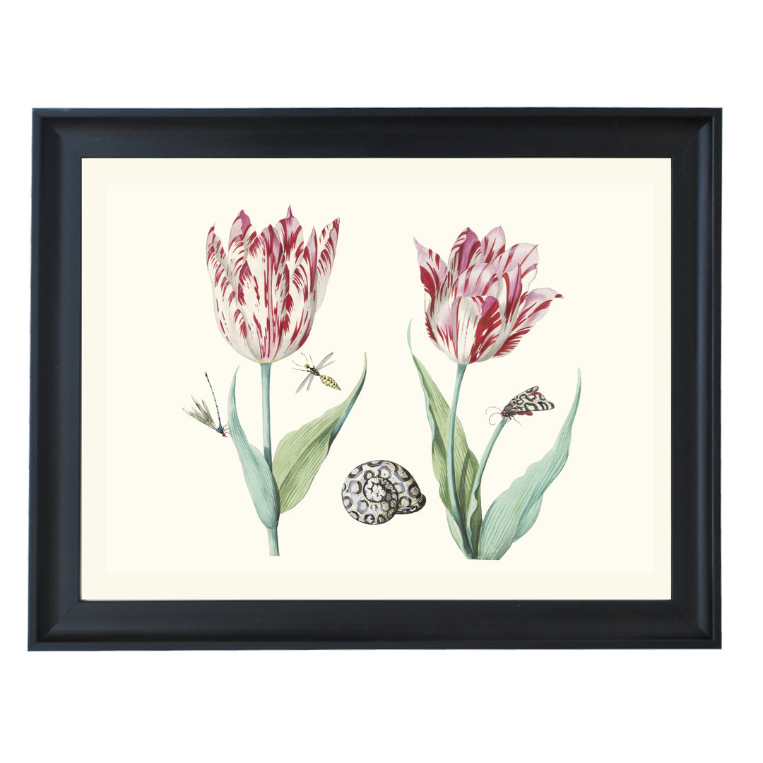 Two Tulips with Snail, Moth and Two Insects by Jacob Marrel ART PRINT