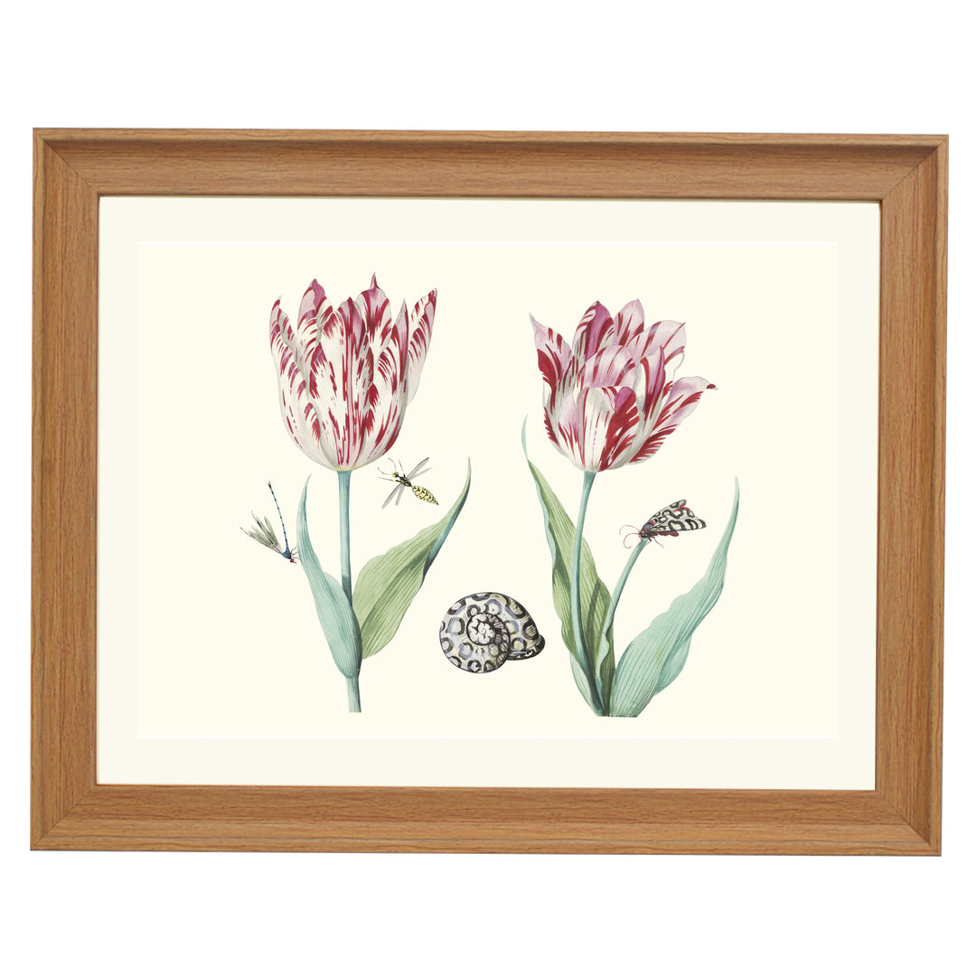 Two Tulips with Snail, Moth and Two Insects by Jacob Marrel ART PRINT