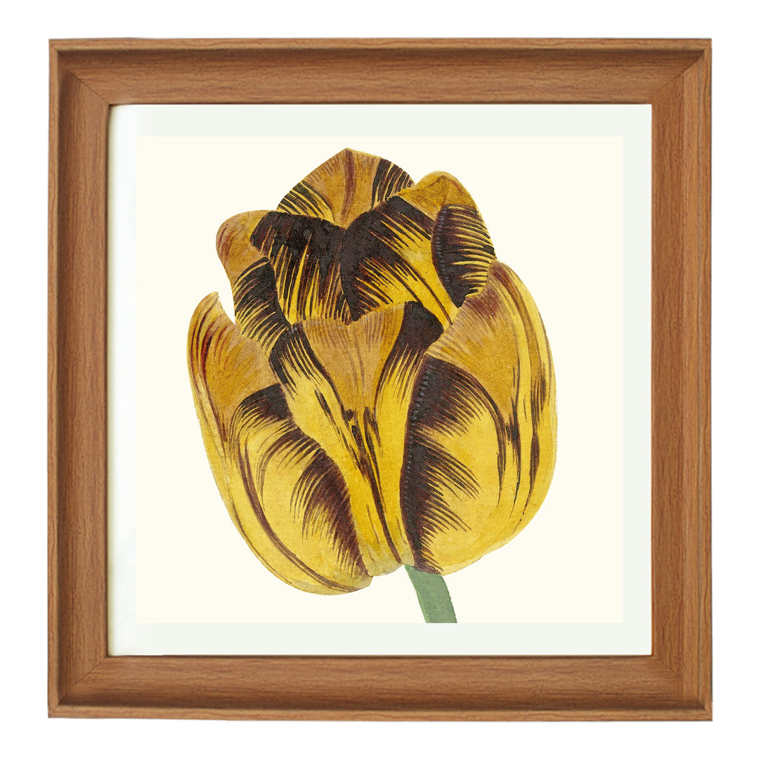 Tulip Bizard Leodie by Cornelis van Noorde ART PRINT