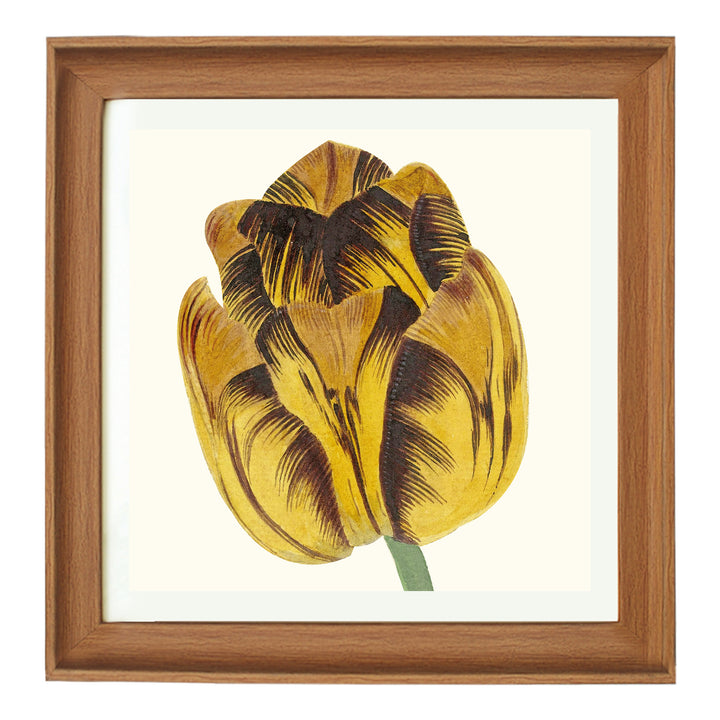 Tulip Bizard Leodie by Cornelis van Noorde ART PRINT