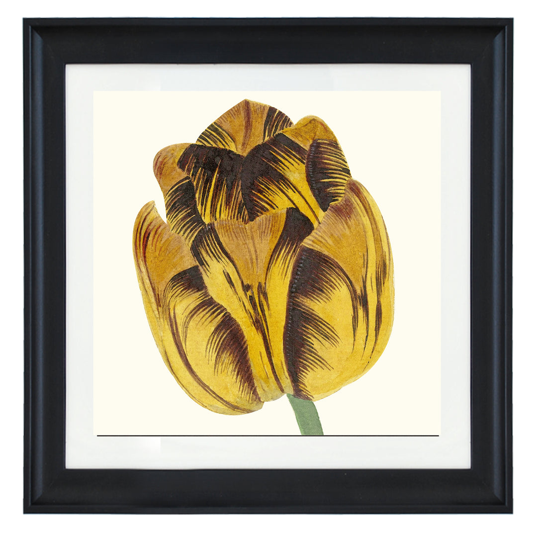 Tulip Bizard Leodie by Cornelis van Noorde ART PRINT