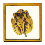 Tulip Bizard Leodie by Cornelis van Noorde ART PRINT
