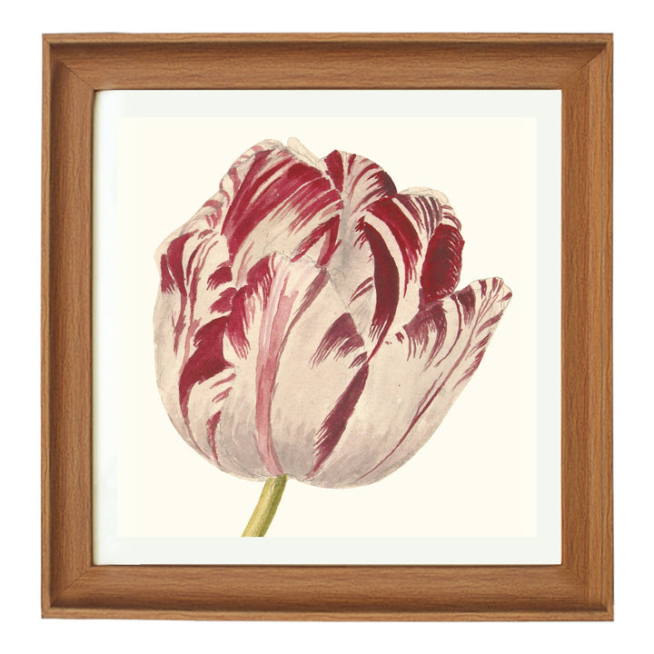 Tulip ART PRINT