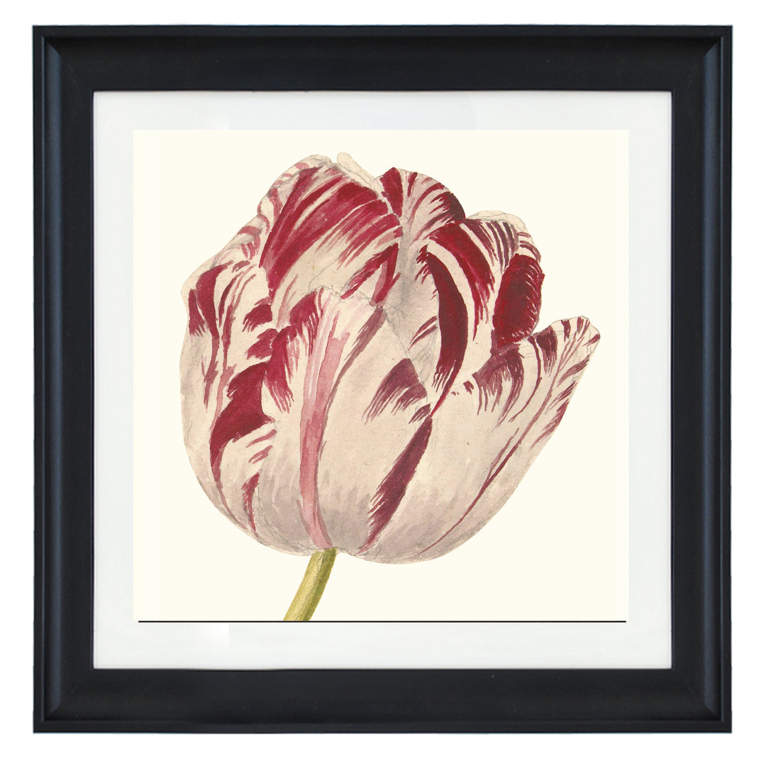 Tulip ART PRINT