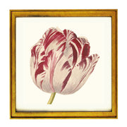 Tulip ART PRINT