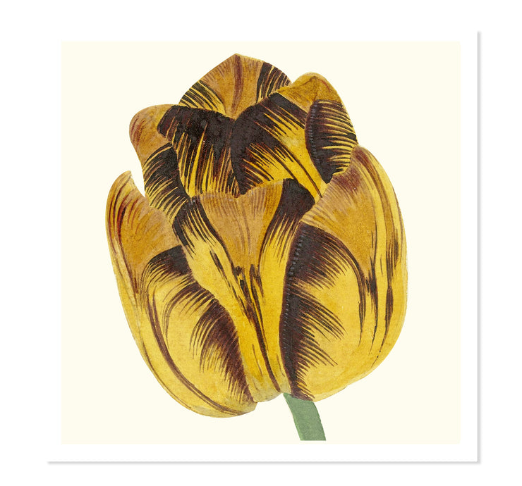 Tulip Bizard Leodie by Cornelis van Noorde ART PRINT