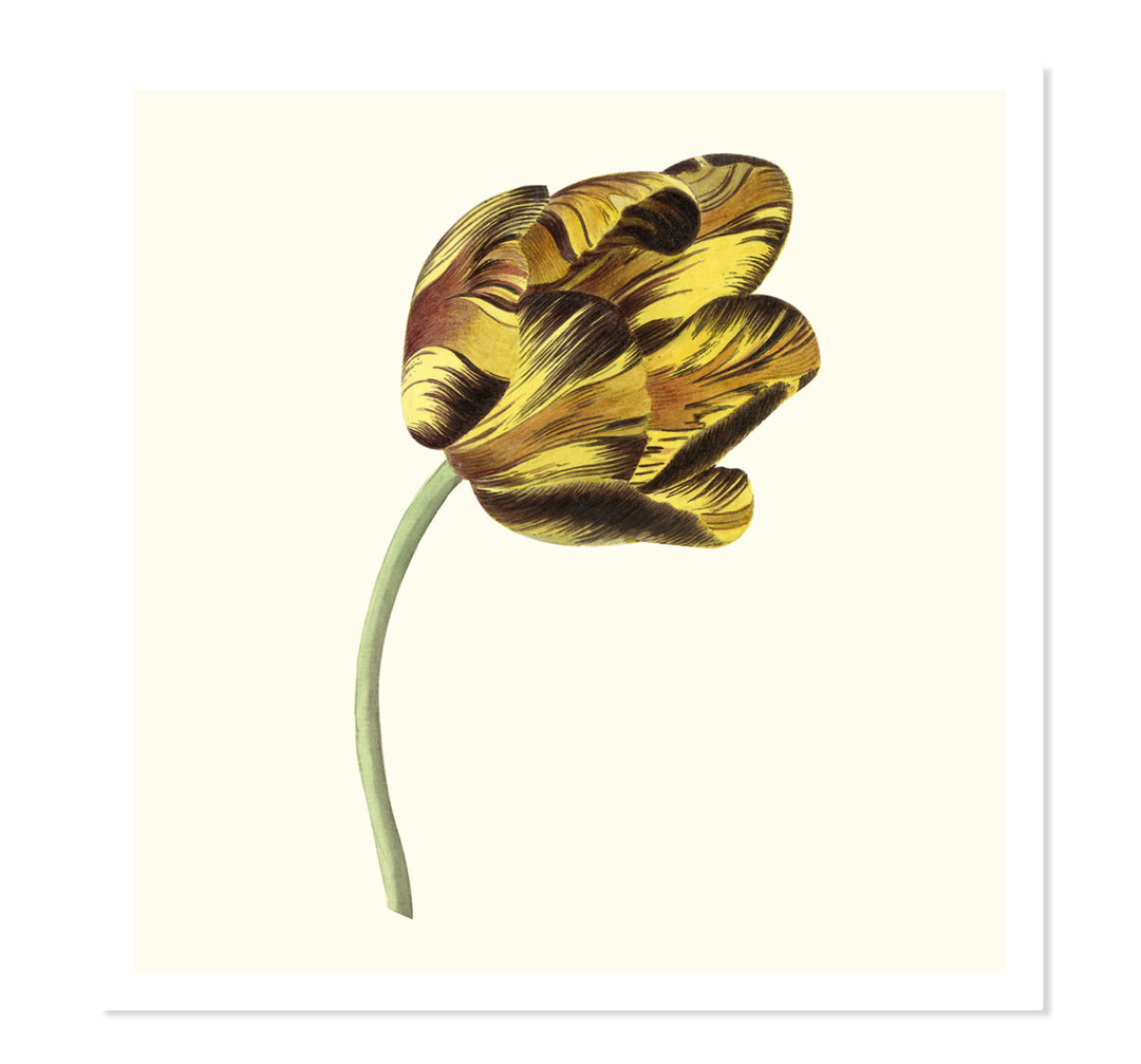 Tulip Bizard Phoenix By Cornelis Can Noorde ART PRINT