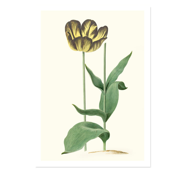 Tulip Bizard Louis d'Effroy by  Cornelis Van Noorde ART PRINT
