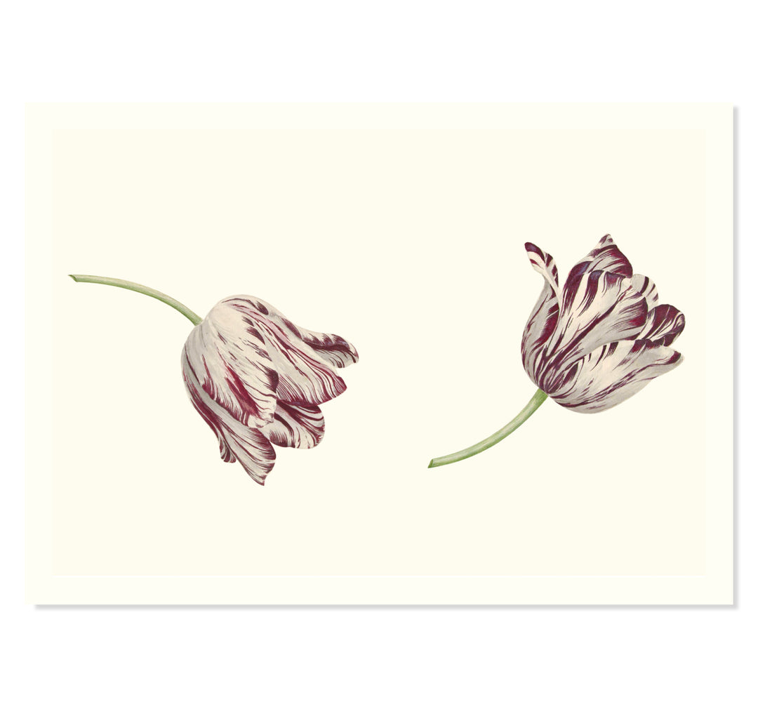 Two Red-and-white Tulips by Cornelis Van Noorde ART PRINT