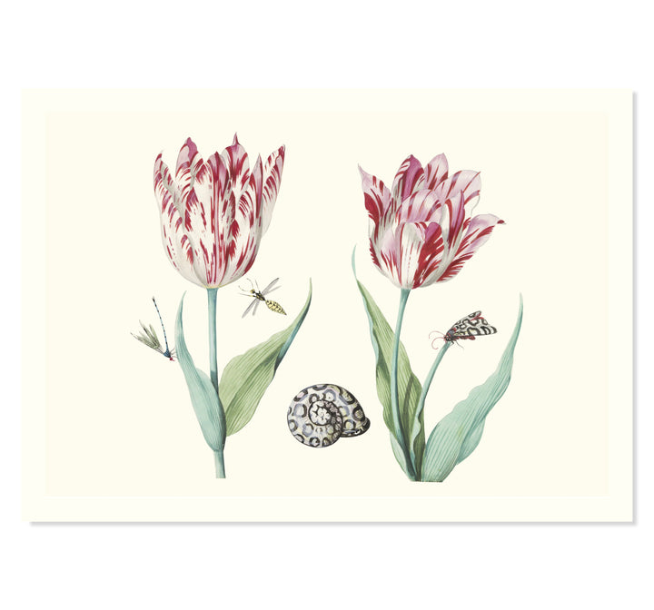 Two Tulips with Snail, Moth and Two Insects by Jacob Marrel ART PRINT