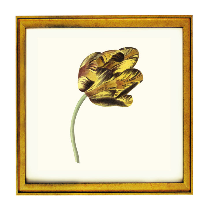 Tulip Bizard Phoenix By Cornelis Can Noorde ART PRINT