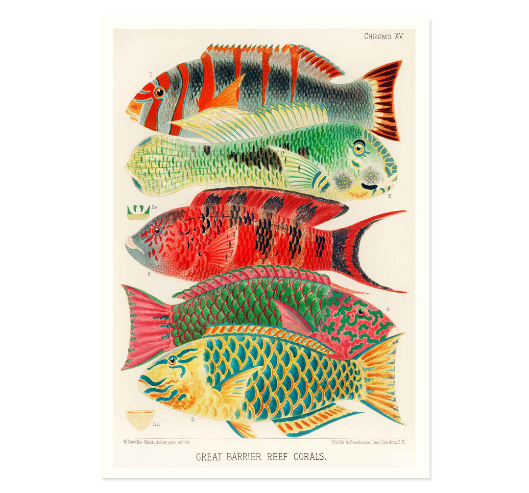 Great Barrier Reef Fishes by William Saville Kent Art Print