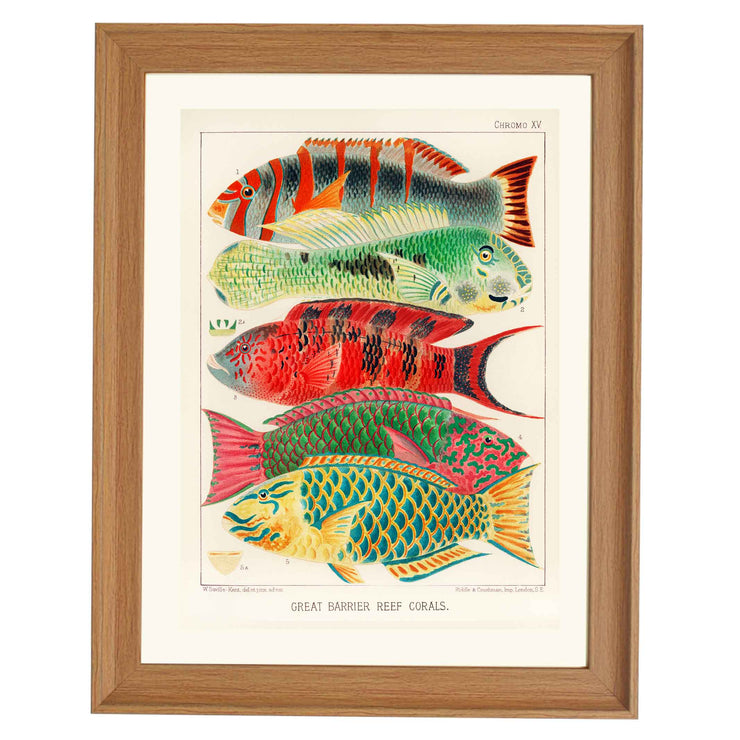Great Barrier Reef Fishes by William Saville Kent Art Print