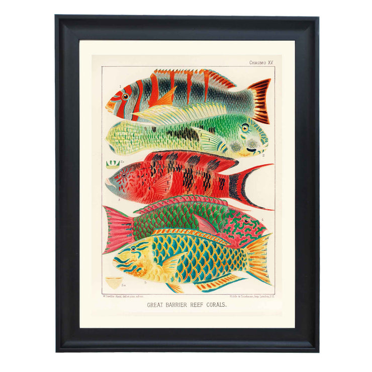 Great Barrier Reef Fishes by William Saville Kent Art Print