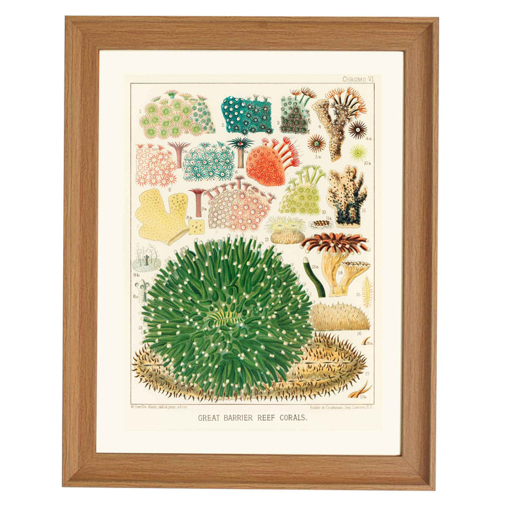 Great Barrier Reef Corals by William Saville Kent Art Print