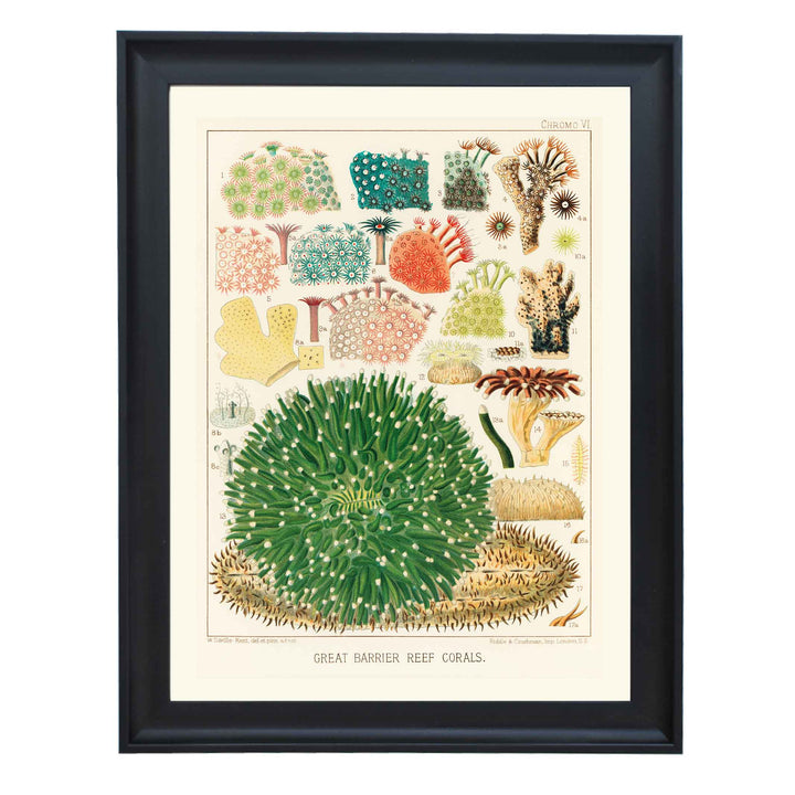 Great Barrier Reef Corals by William Saville Kent Art Print