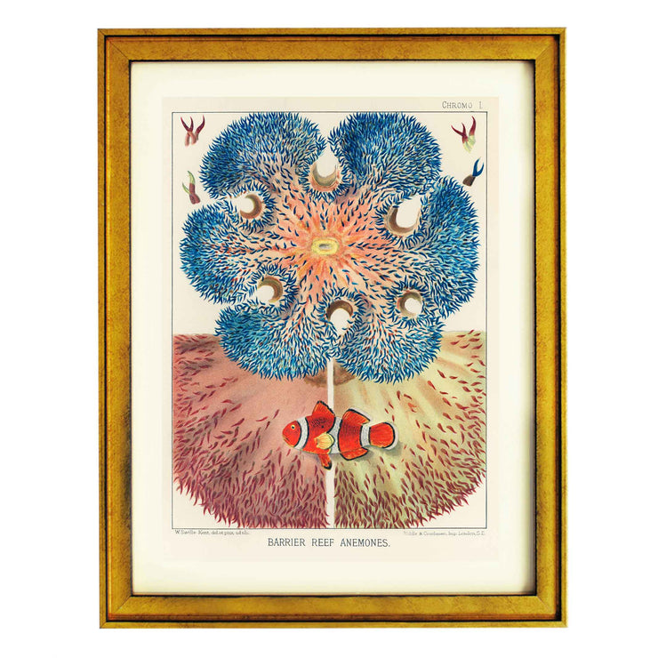 Great Barrier Reef Anemones by William Saville Kent Art Print