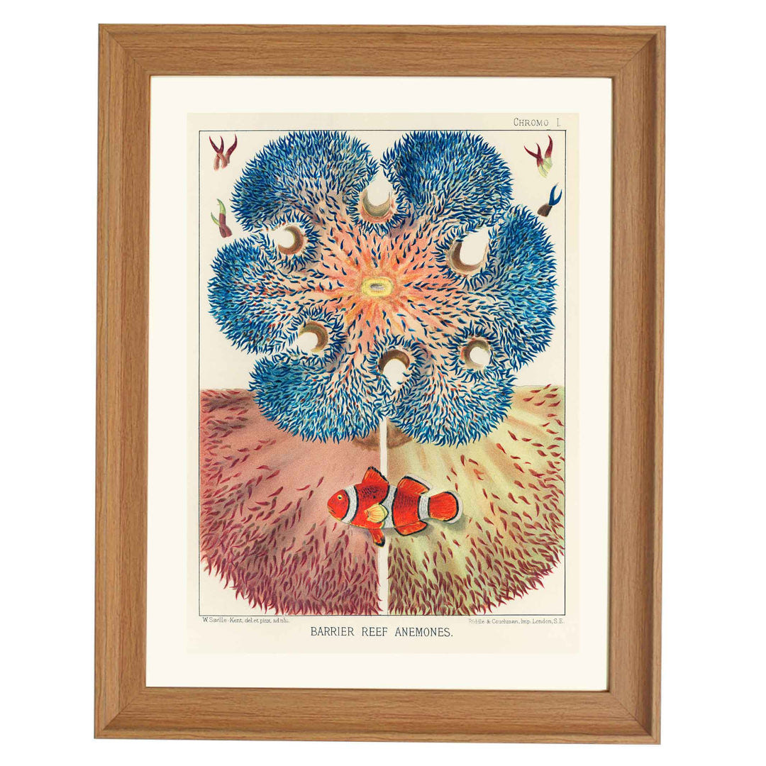 Great Barrier Reef Anemones by William Saville Kent Art Print