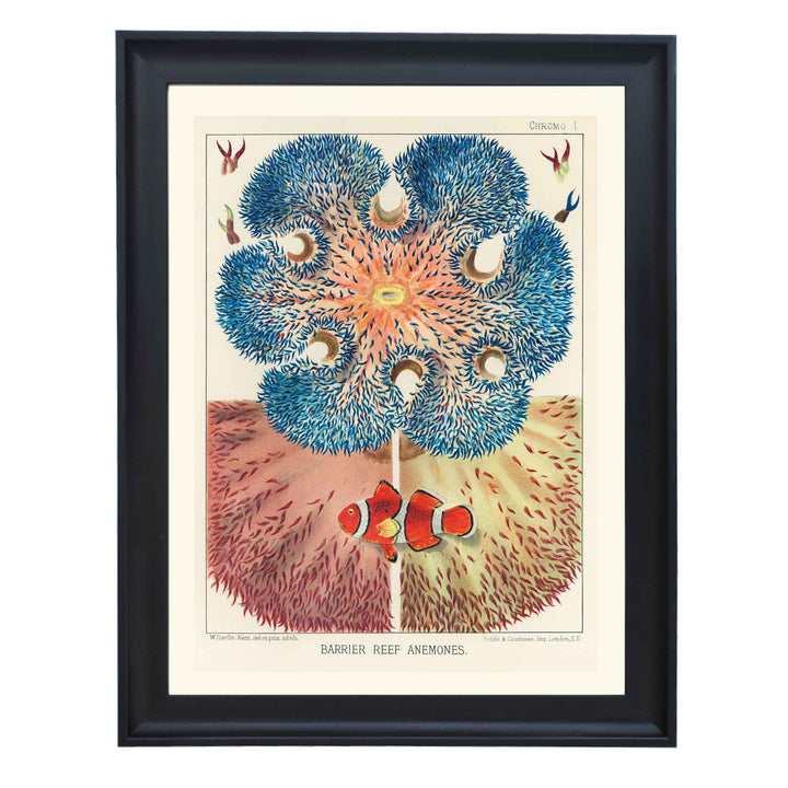 Great Barrier Reef Anemones by William Saville Kent Art Print