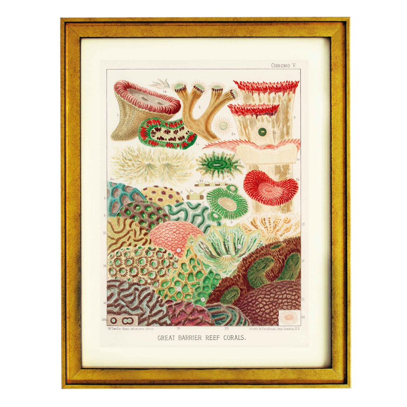 Great Barrier Reef Corals by William Saville Kent Art Print