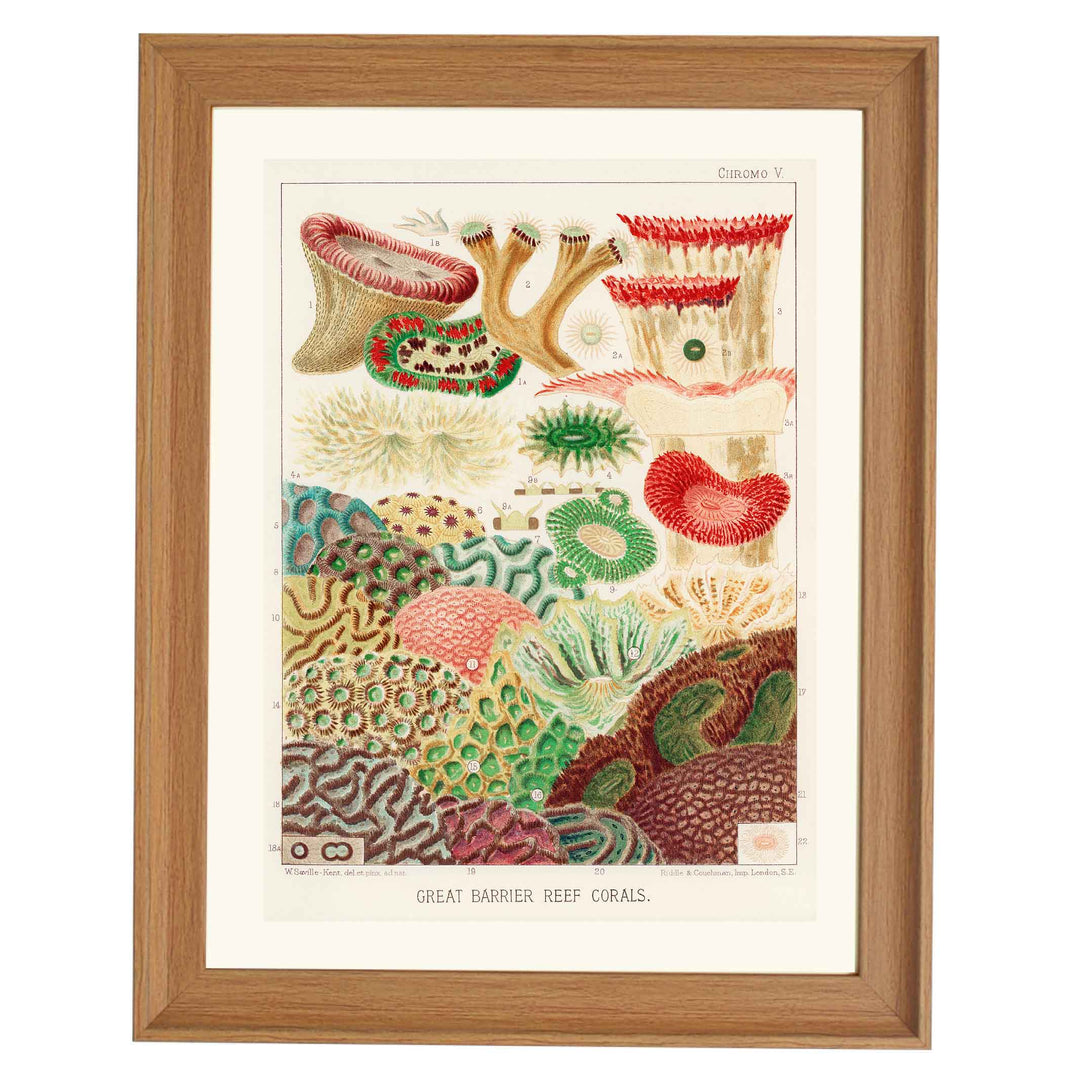 Great Barrier Reef Corals by William Saville Kent Art Print