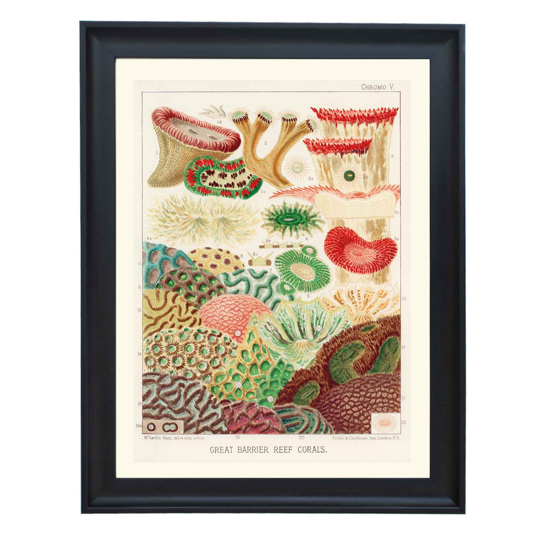 Great Barrier Reef Corals by William Saville Kent Art Print