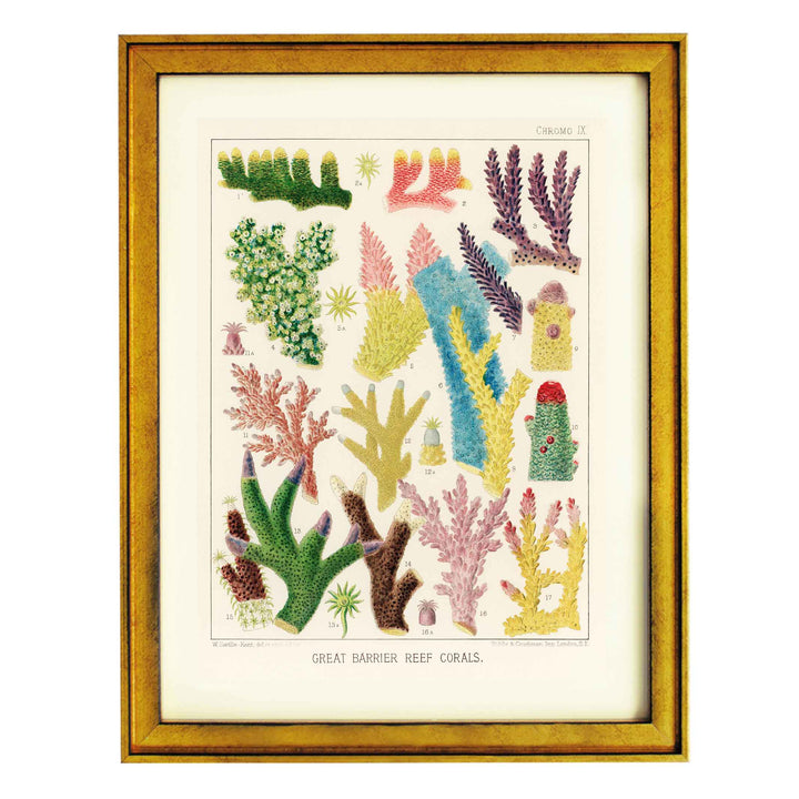 Great Barrier Reef Corals by William Saville Kent Art Print