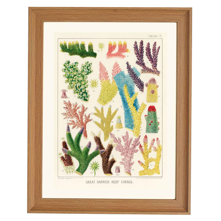 Great Barrier Reef Corals by William Saville Kent Art Print