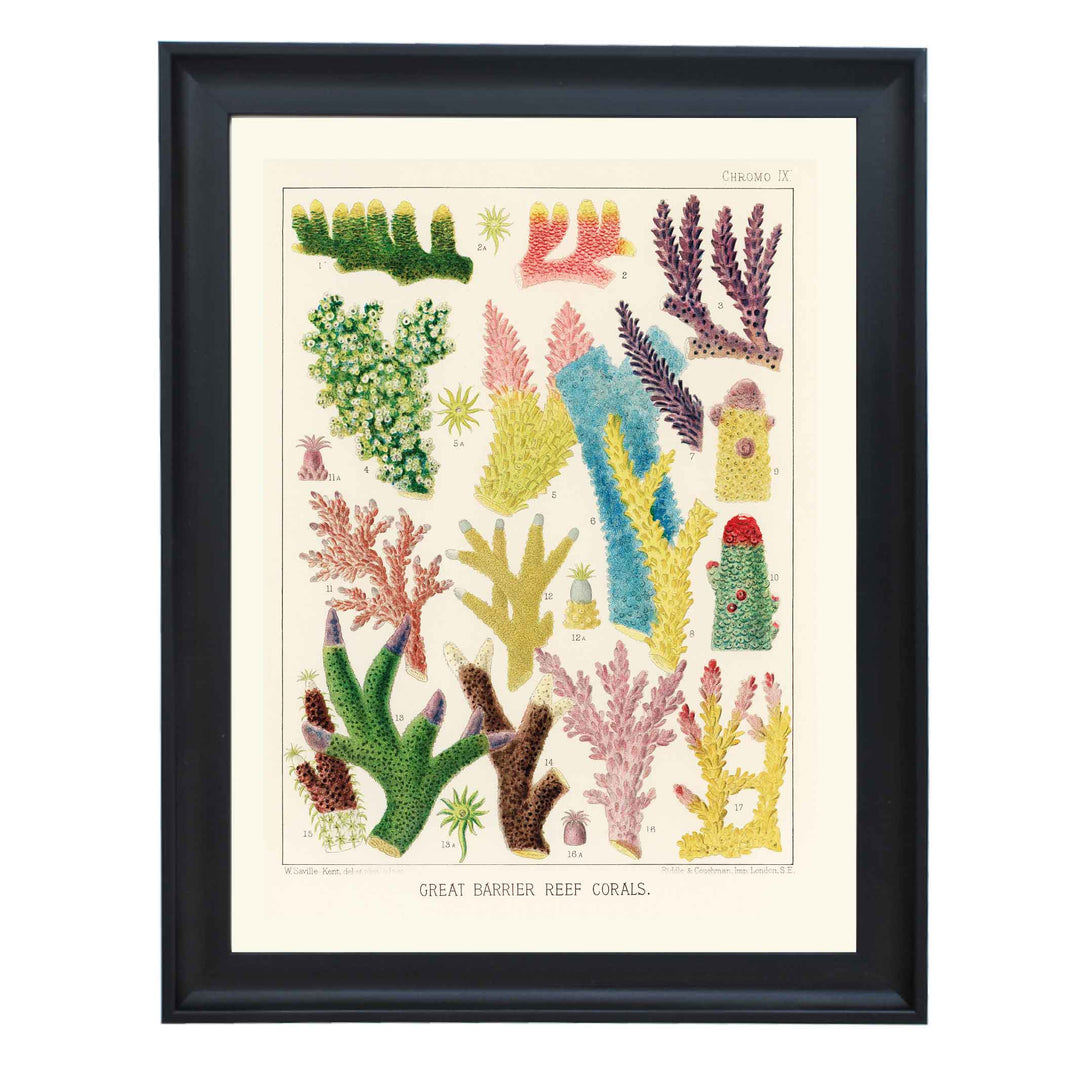 Great Barrier Reef Corals by William Saville Kent Art Print