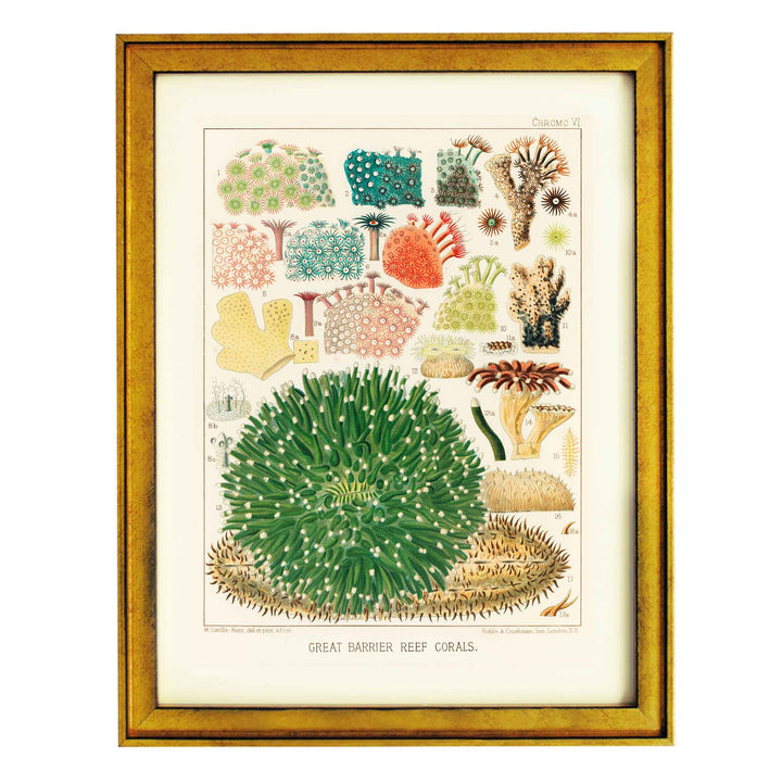 Great Barrier Reef Corals by William Saville Kent Art Print