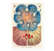 Great Barrier Reef Anemones by William Saville Kent Art Print
