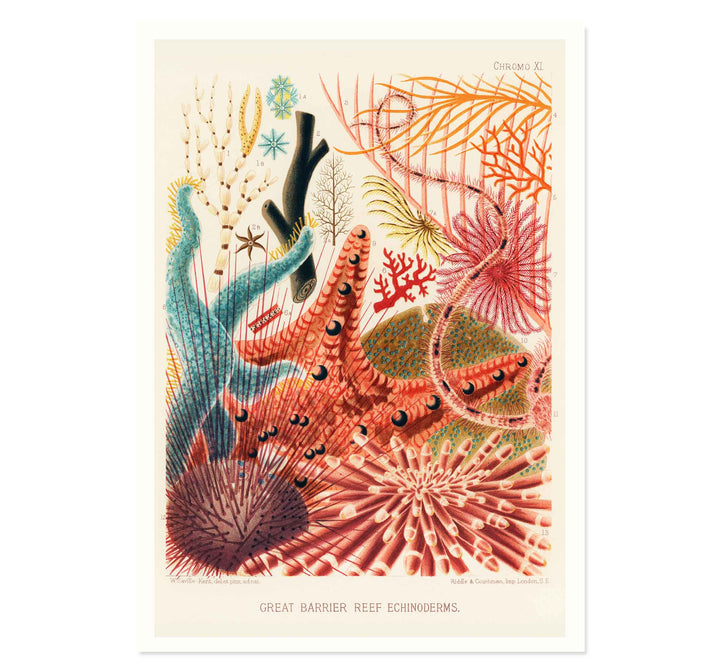 Great Barrier Reef Echinoderms by William Saville Kent Art Print