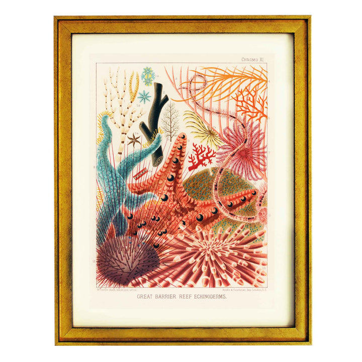 Great Barrier Reef Echinoderms by William Saville Kent Art Print