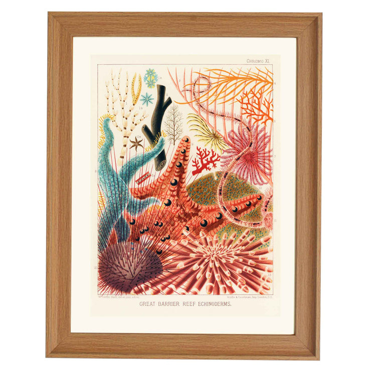 Great Barrier Reef Echinoderms by William Saville Kent Art Print