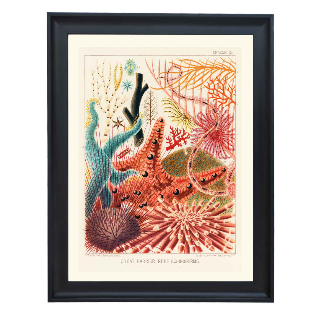 Great Barrier Reef Echinoderms by William Saville Kent Art Print