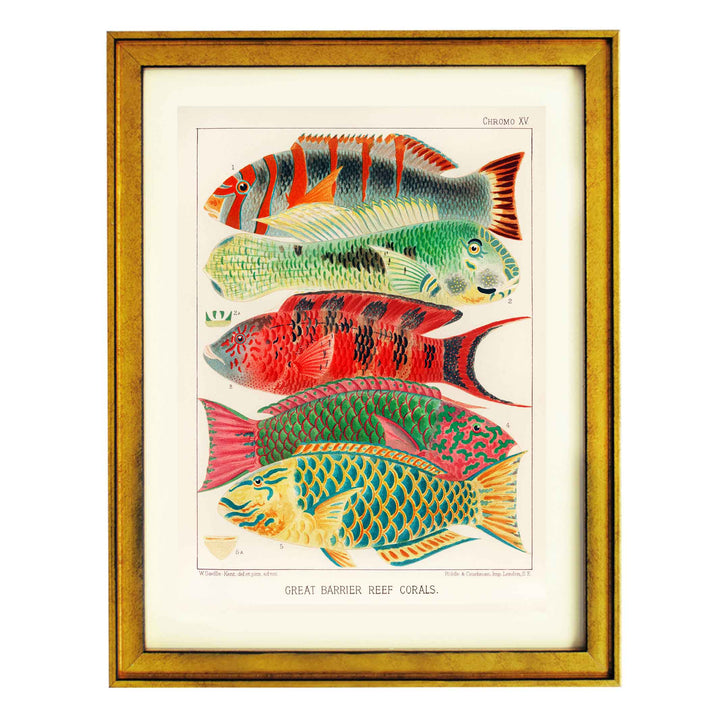 Great Barrier Reef Fishes by William Saville Kent Art Print