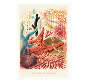 Great Barrier Reef Echinoderms by William Saville Kent Art Print