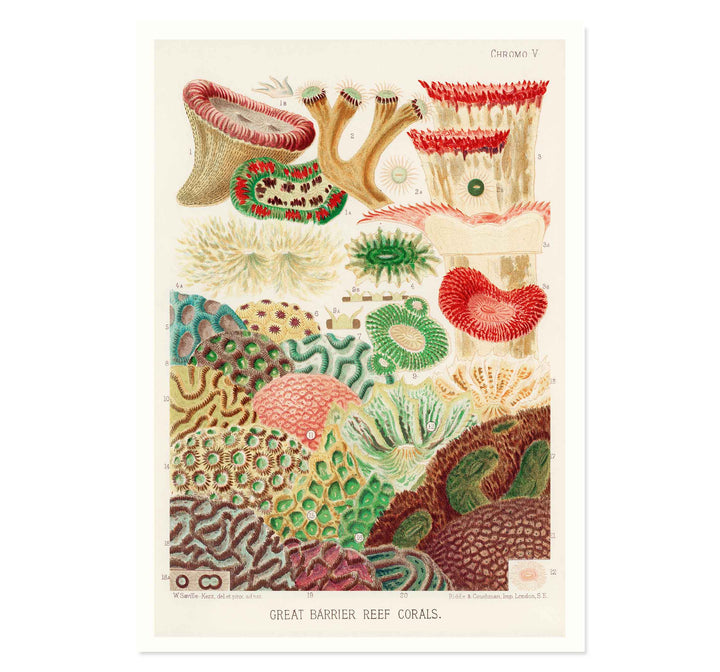 Great Barrier Reef Corals by William Saville Kent Art Print