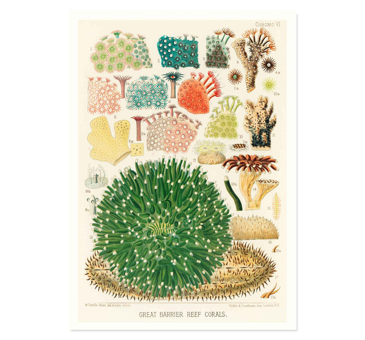 Great Barrier Reef Corals by William Saville Kent Art Print