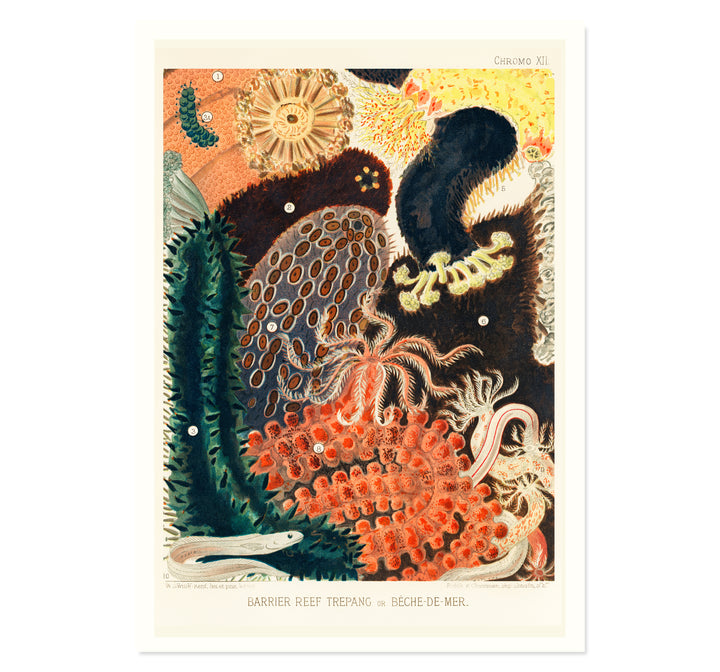 Bèche De Mer by William Saville Kent Art Print