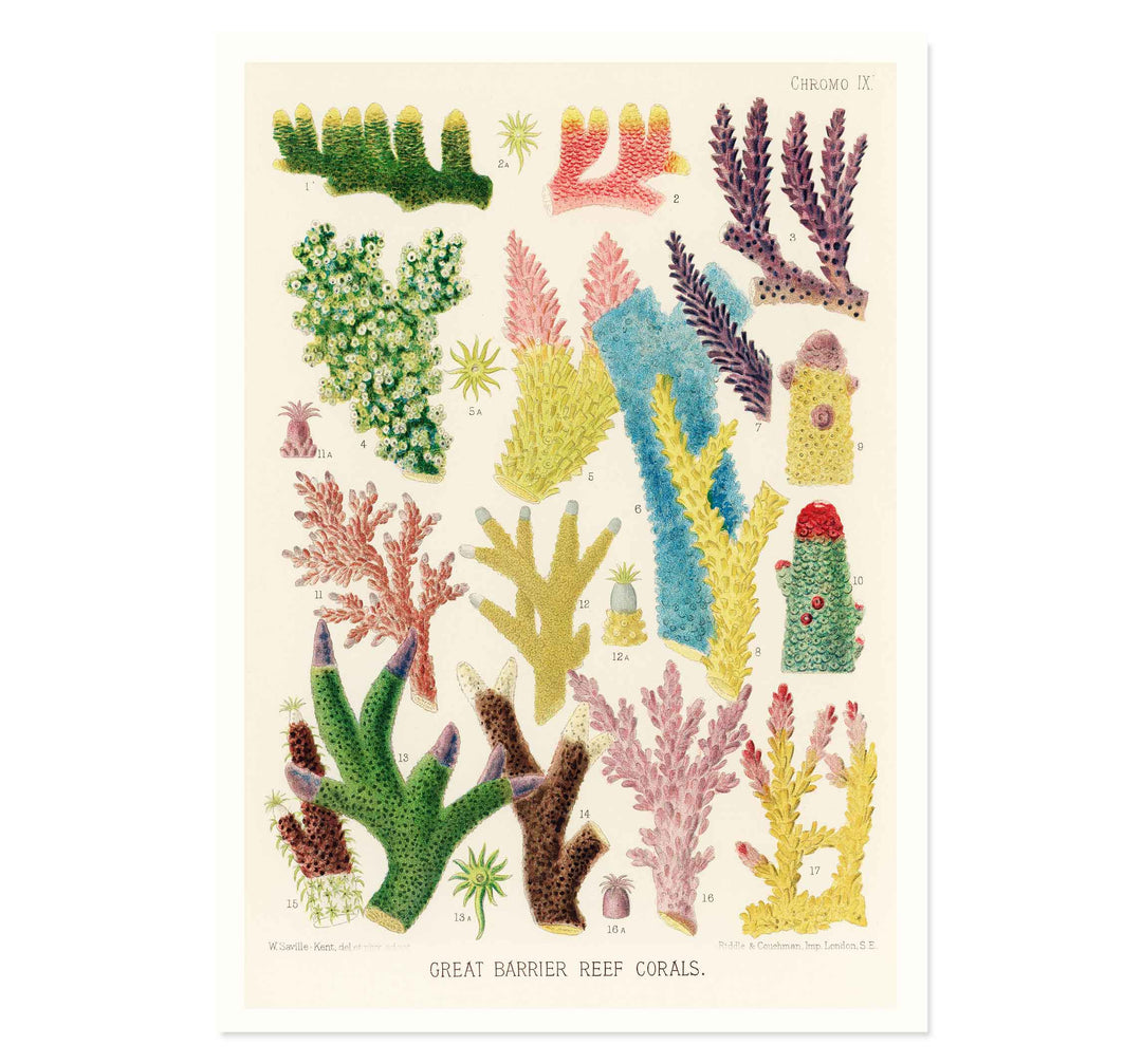 Great Barrier Reef Corals by William Saville Kent Art Print