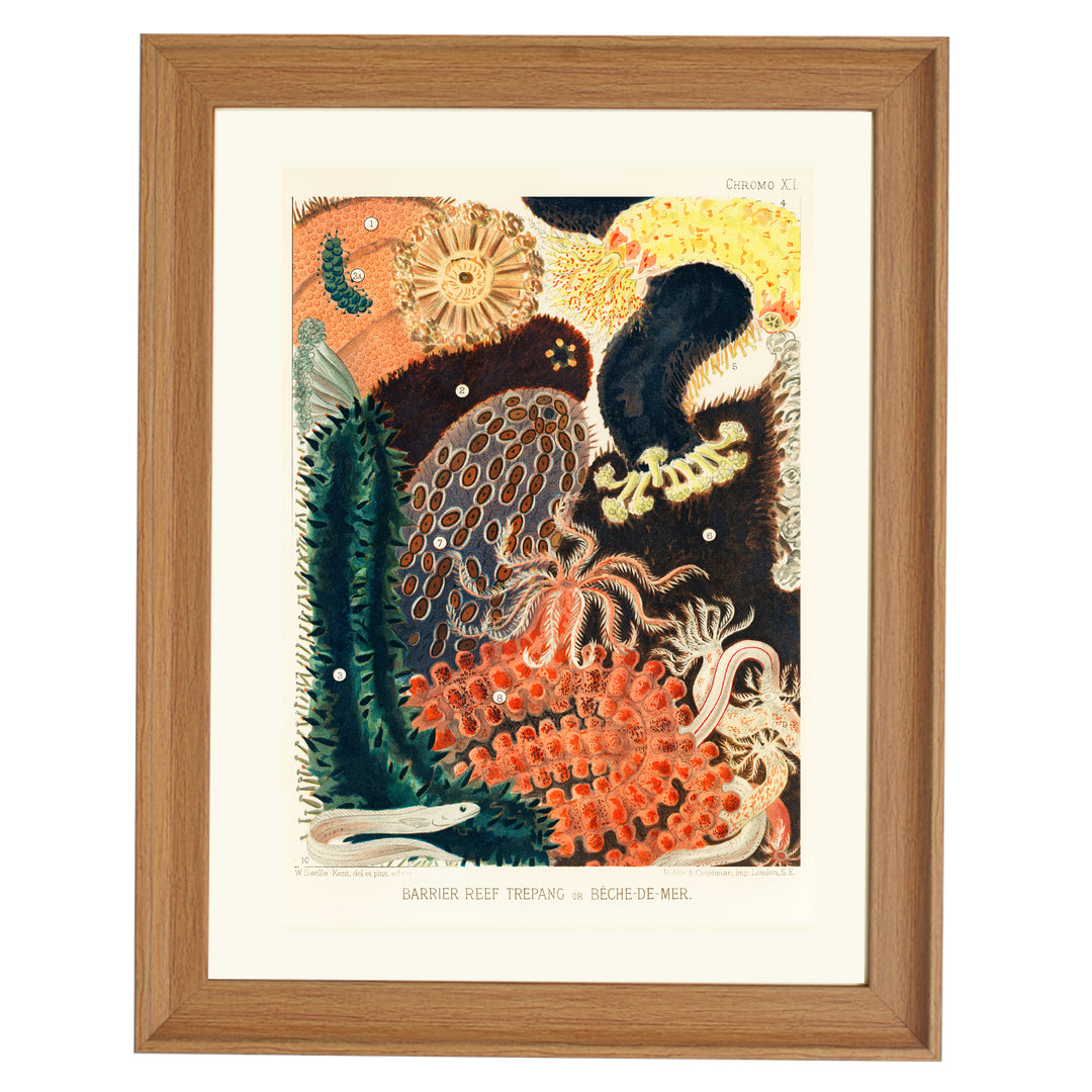 Bèche De Mer by William Saville Kent Art Print