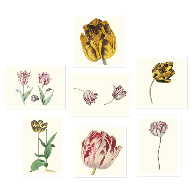 Collection of Tulips