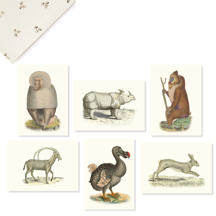 The Animal illustrations