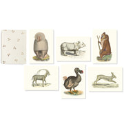 The Animal illustrations