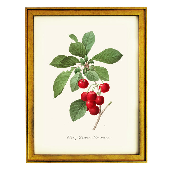 CHERRY CERASUS DOMESTICA ART PRINT